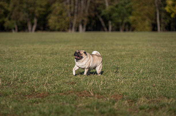 istock Happy Pug Dog is Running on the Grass. Open Mouth. 623507870
