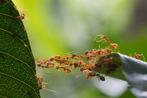 Ant bridge unity team Ant bridge unity team weaverbird photos stock pictures, royalty-free photos & images