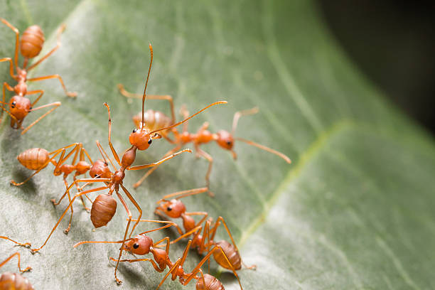 istock Red ant,Weaver Ants (Oecophylla smaragdina),Action of ant 623508288