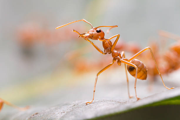 istock Red ant,Weaver Ants (Oecophylla smaragdina),Action of ant 623508958