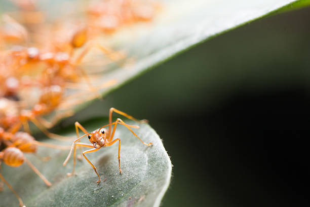 istock Red ant,Weaver Ants (Oecophylla smaragdina),Action of ant 623509320