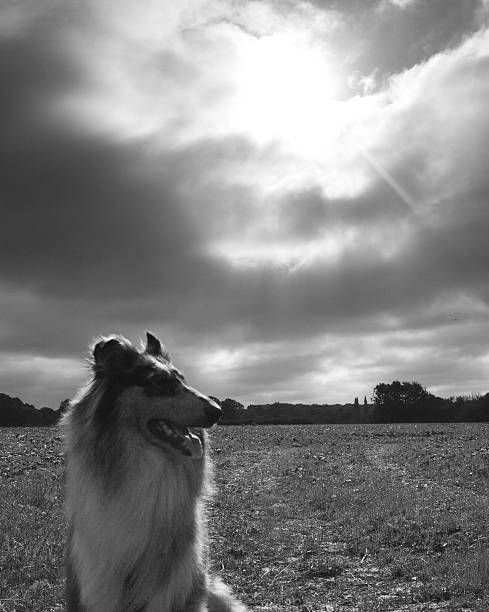 istock black and white image of dog in front of sun ray 623509586