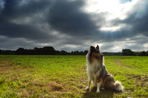 Rough collie dog in front of sun rays emerging from clouds.