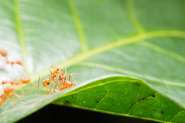istock Red ant,Weaver Ants (Oecophylla smaragdina),Action of ant 623510050