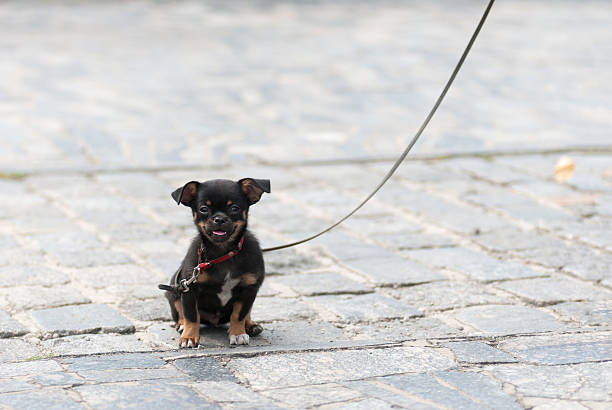 istock puppy dog on a leash 623511302