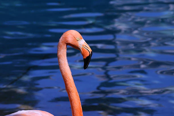 istock Flamingo in Acapulco Beach 623511716