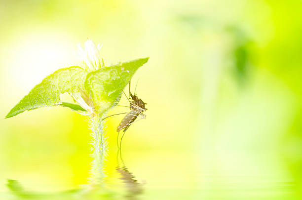 mosquito descansando sobre hoja verde - picadura de dengue fotografías e imágenes de stock