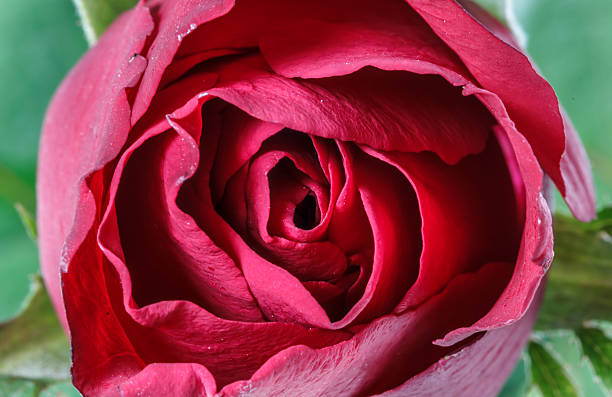 Red roses Beautiful flowers, Closeup