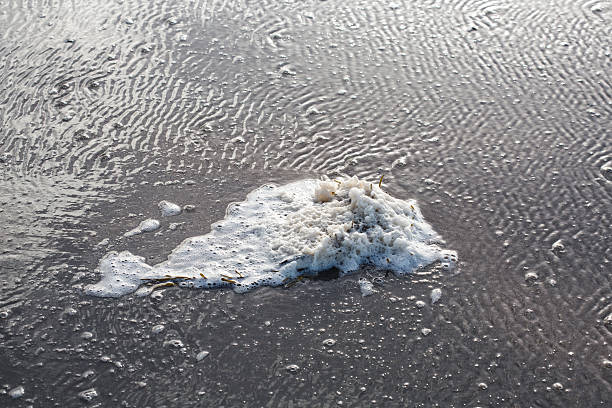 istock Foam covered seaweed on sandy beach 623512926