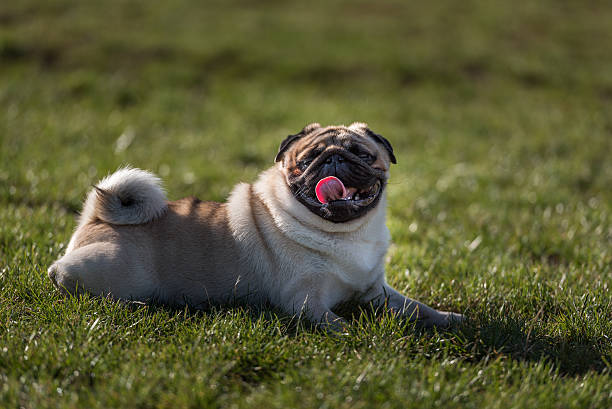 istock Happy Pug Dog is Laying on the Grass. Open Mouth, 623514128