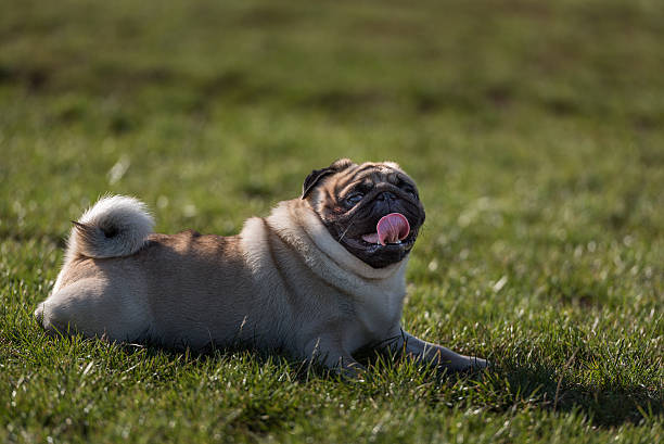 Happy Pug Dog is Laying on the Grass. Open Mouth,