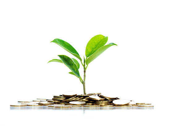 Potted tree with dollar mark on natural green background