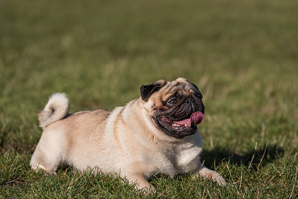 istock Happy Pug Dog is Laying on the Grass. Open Mouth, 623514344
