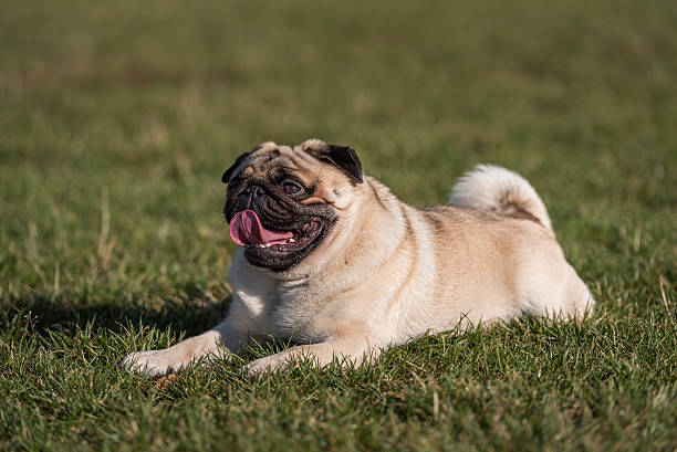 istock Happy Pug Dog is Laying on the Grass. Open Mouth, 623514448