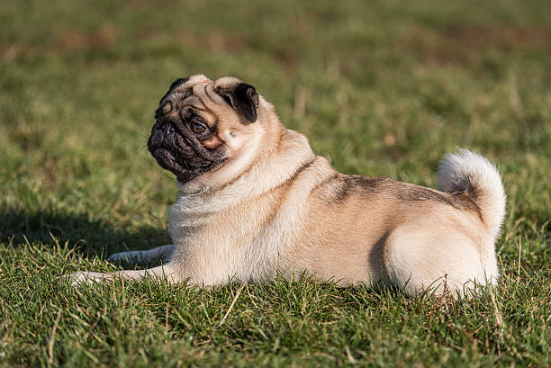 istock Happy Pug Dog is Laying on the Grass. Open Mouth, 623514662