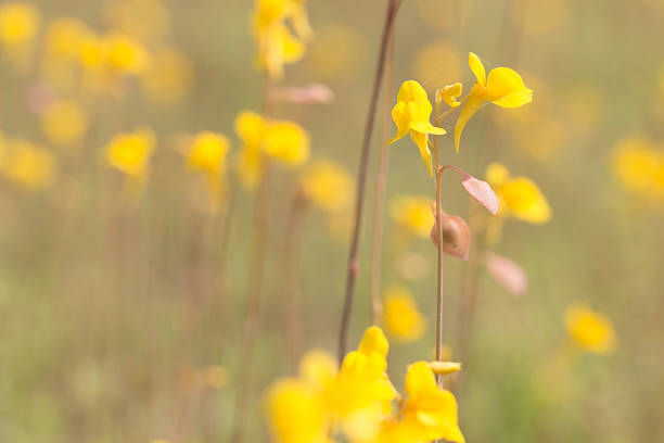 Wild flower, Utricularia bifida ,yellow flowers in golden paddy Wild flower, Utricularia bifida ,yellow flowers in golden paddy field on bright day, design for nature background with copy space utricularia stock pictures, royalty-free photos & images