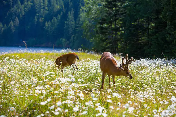 Deer grazing in a daisy field near a lake.