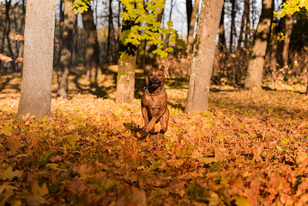 istock Rhodesian Ridgeback Dog is Running On the Autumn Leaves Ground. 623518438