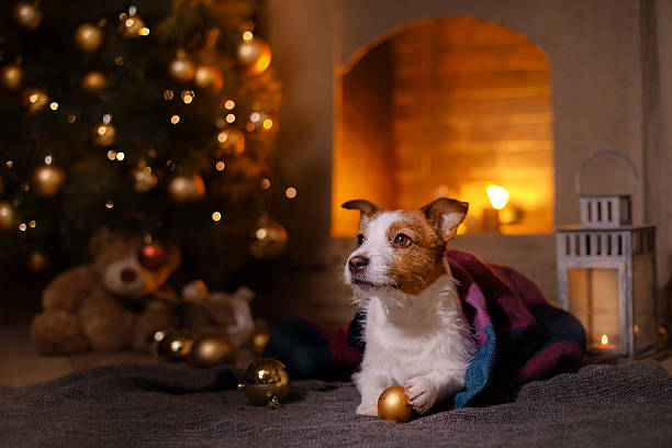 istock Dog Jack Russell Terrier at the fireplace 623519222
