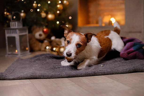 istock Dog Jack Russell Terrier at the fireplace 623519314