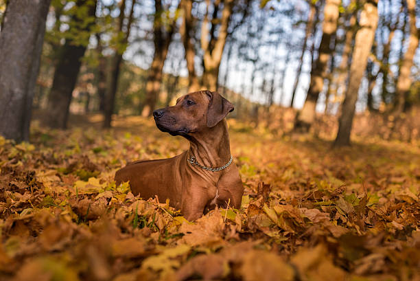 istock Rhodesian Ridgeback Dog is Lying on the ground 623519748