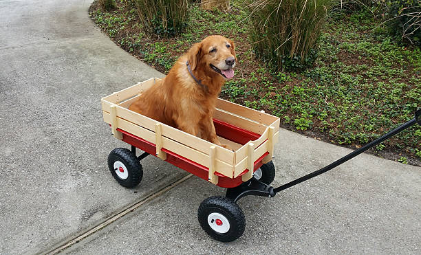 Cali in a Cart