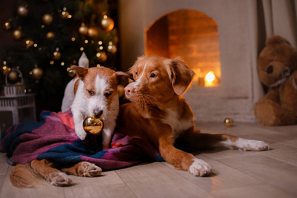 istock Two dogs lying at the fireplace 623520582