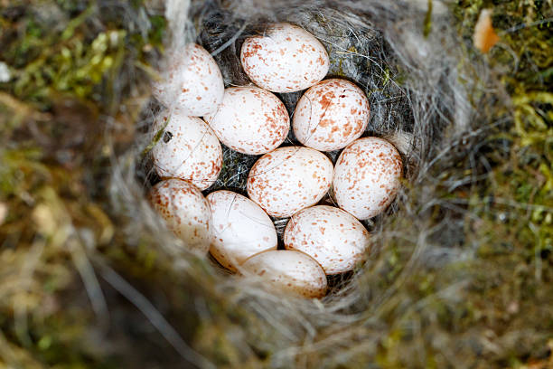 istock Nest of the Great Tit (Parus major). 623520594