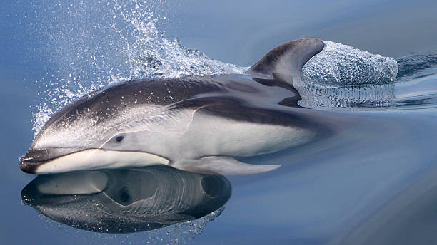 Pacific White Sided Dolphin stock photo