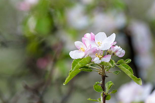 istock branch of a blossoming apple tree on garden 623521306