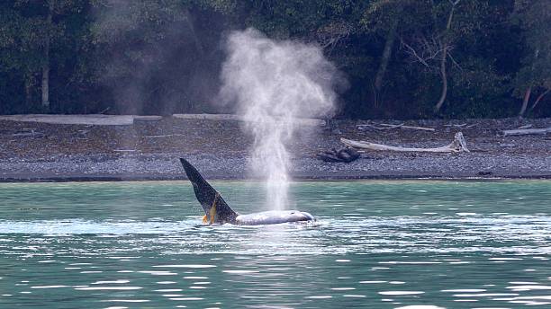 Male Killer Whale dragging kelp stock photo