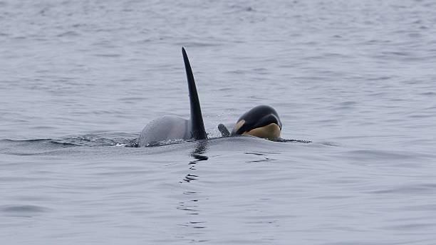 Mother & calf resident killer whale stock photo