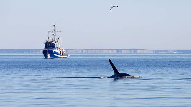Southern Resident killer whale K33 stock photo