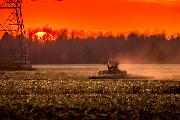 istock Corn harvest in autumn, Electric pylons 623523944