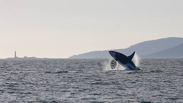 Southern Resident killer whale L41 The oldest living male in the Southern Resident killer whale community L41 in Juan de Fuca strait with the ecological reserve Race Rocks in the background.  killer whale photos stock pictures, royalty-free photos & images