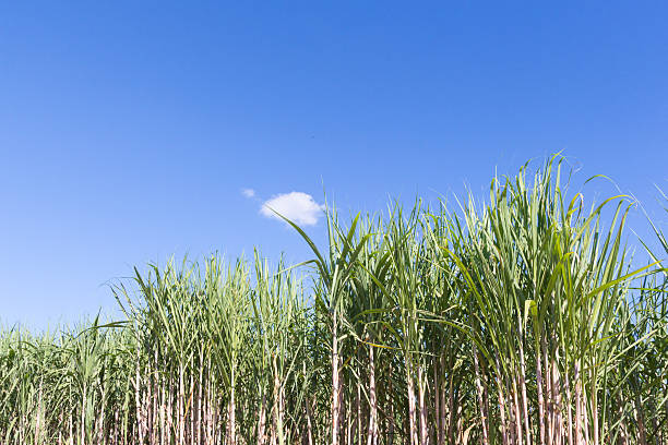 istock Sugar cane with blue sky for background with copy space 623524084
