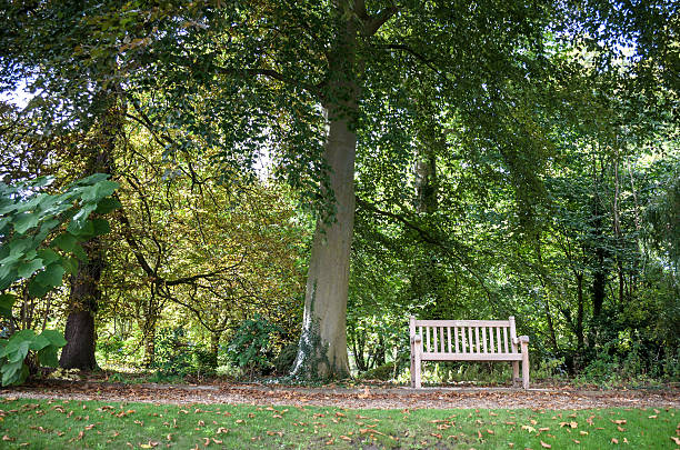 istock bench at the park cambridge 623524326