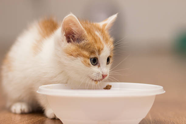 istock Little red kitten is eating food from a plate. 623524474