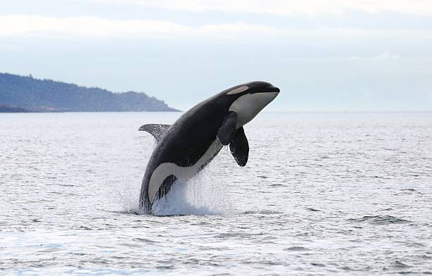 Killer whale breach Young southern resident killer whale J45 off the small town of Sooke, British Columbia.  animals breaching photos stock pictures, royalty-free photos & images
