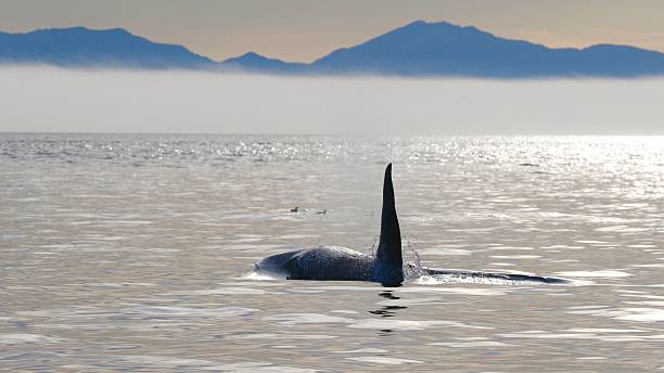 Transient killer whale off of Vancouver Island stock photo