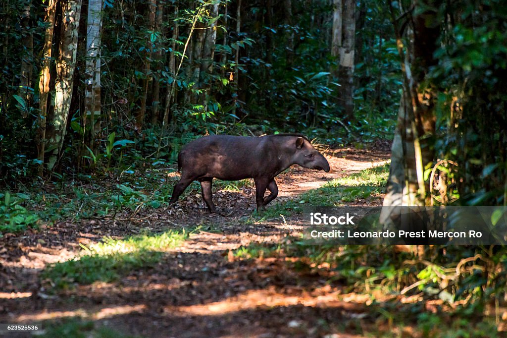 South American tapir (Tapirus terrestris) A Brazilian tapir crosses a small road in the forest. Tapir Stock Photo