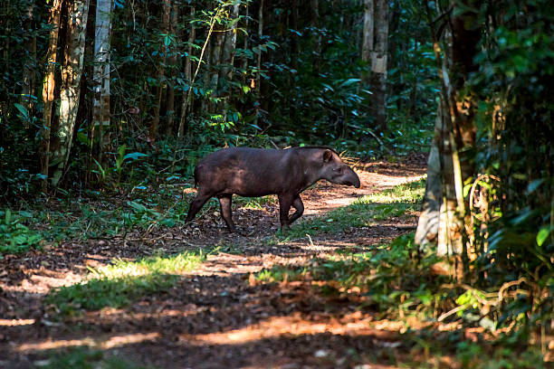 South American tapir (Tapirus terrestris) stock photo