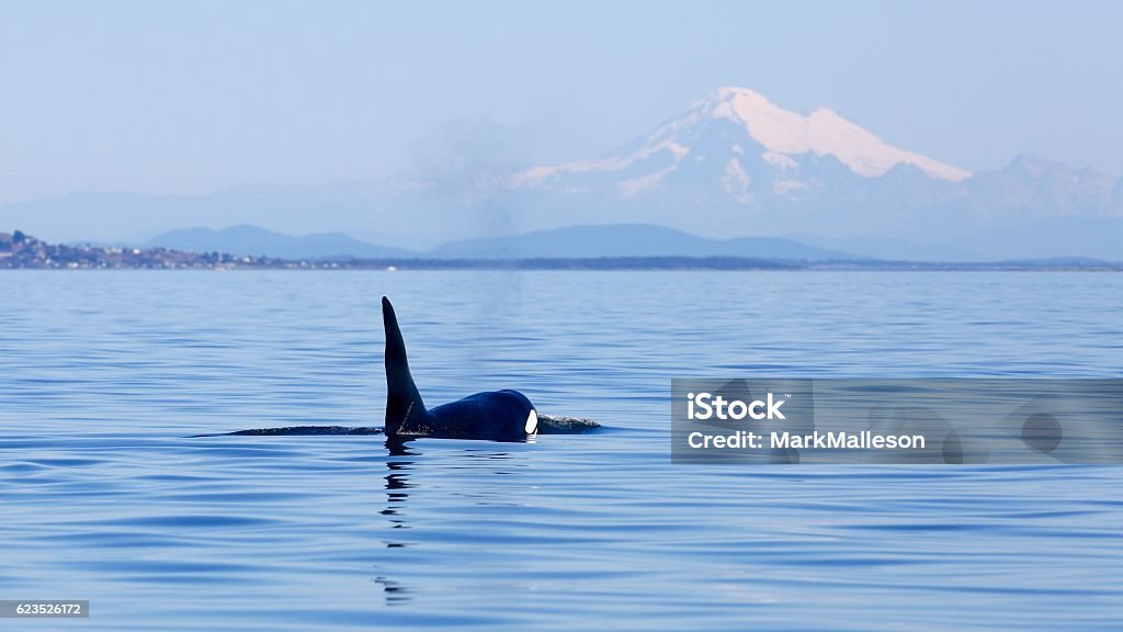 Killer whale and Mt Baker Transient male killer whale T011A with Mt Baker of Washington State in the background.  Washington State Stock Photo