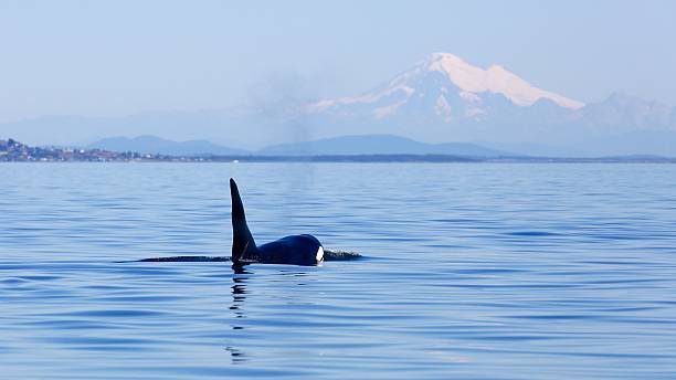 Killer whale and Mt Baker stock photo