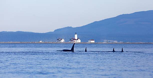 Transient killer whales off Dungeness spit stock photo