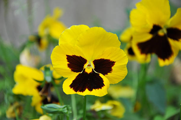 yellow violet flower. Pansy. closeup in garden city