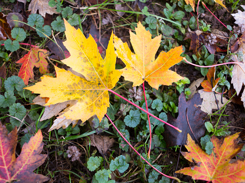 Autumn, Leaf, Fall, Wallpapers, Season