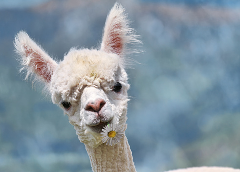 Portrait of white alpaca with flower on mouth on the blurred background.