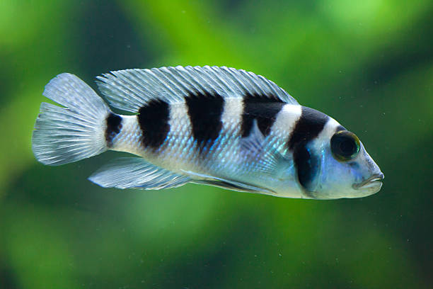 frontosa (cyphotilapia frontosa). peces juveniles. - cyphotilapia frontosa fotografías e imágenes de stock