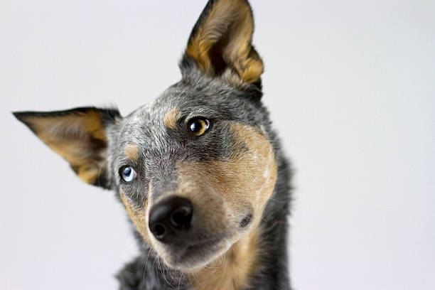 istock Australian Cattle Dog Mix tilting head headshot 623529988